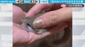 アフリカヤマネを飼い主の指で“モチモチ” あまりのキュートな姿に「つぶれ顔可愛すぎ」「羨ましすぎる」“100万人”がメロメロ