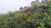 【映像】山道をライチョウの群れが先導する様子
