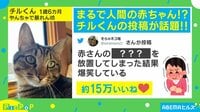赤ちゃんのおしゃぶりをくわえた猫
