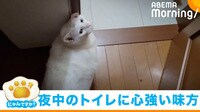 飼い主の“夜中のトイレ”を案内する不思議猫