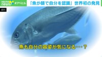 【映像】「魚も容姿を気にする?」世界初の発見 自己認識=心も存在?