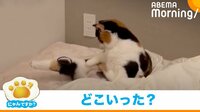 猫がヘアゴムを足の上に置くも… 毛の色と同化して見失ってしまう姿に悶絶の声