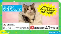 尻尾と戯れるもふもふキュートな子猫