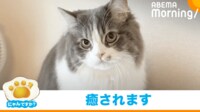 【映像】猫が“腹筋”を使って反応する姿