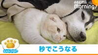 【映像】こたつで眠る犬と猫（猫が優しく起こす様子も）