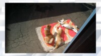 【映像】昼寝を再開する3匹の柴犬