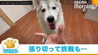 【映像】「あごのせチャレンジ」に“失敗”するハスキー