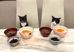  藤あや子、“やっぱり天才”だと思う手料理を公開「理想の食事」「めっちゃ美味しそう」の声 