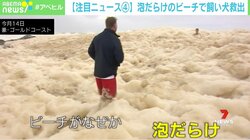 泡だらけのビーチで犬が行方不明に…飼い主が必死の捜索