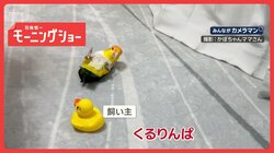 「くるくる…くるりんぱ」「パッ」息ぴったり　声に合わせて転がるインコの気持ちは？