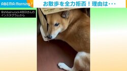 散歩を全力拒否する柴犬 衝撃的な隠れ姿に「元気出ました」「癒しをありがとう」と反響