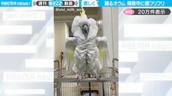 「リオのカーニバル！？」全身の羽毛を逆立てて激しく踊るオウムに「ボリューミーなまま羽ばたいていった笑」などの反響