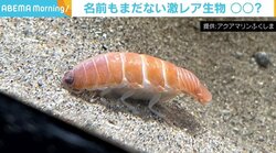 「サーモンに見えた」「エビの握り」 激レア深海生物の“寿司っぷり”が話題に