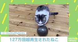 「文句なしの金メダル」子猫が8kgのダンベル上げに挑戦？ 倍速で荒ぶる姿が可愛い
