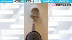 ルンバ VS ポメラニアン！飲み込まれてしまった友達の“ぬいぐるみ”を救出しようと奮闘する姿に「面白すぎるｗｗ」「惜しいとこまでいくんだけどな〜！」と大反響