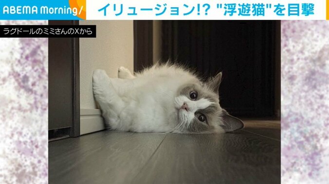 猫のミミちゃん（5歳）