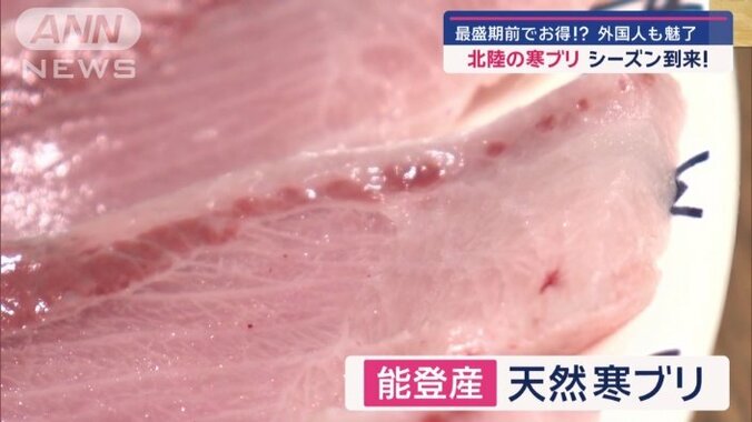 能登産の天然寒ブリ