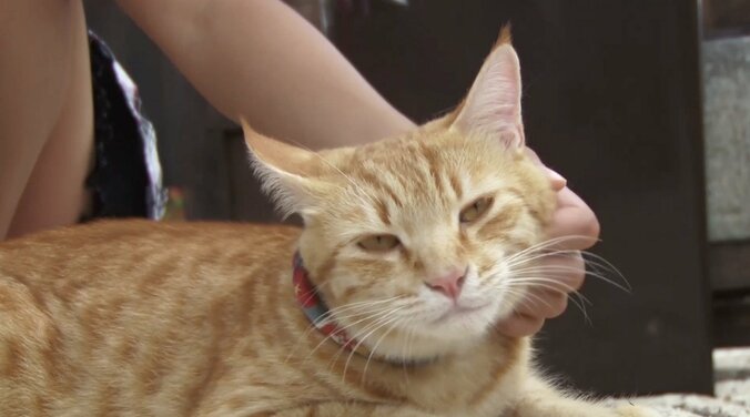 天使さんかな？  沖縄の島々で美猫に遭遇ニャン！「美ら猫」シリーズ連続放送 3枚目