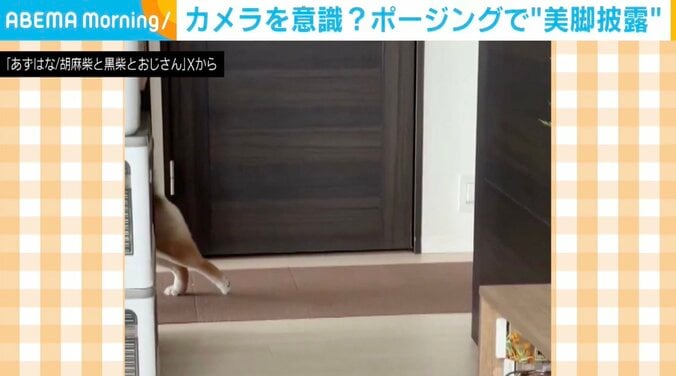 柴犬の花ちゃん