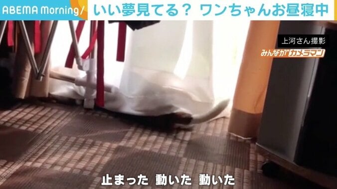 パタパタと激しく上下するしっぽ！ カーテンの奥には“お昼寝中”の犬 飼い主「いい夢見てるんだろうな～と」 1枚目