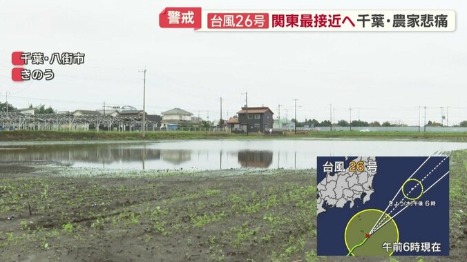 ほとんどが冠水したニンジン畑
