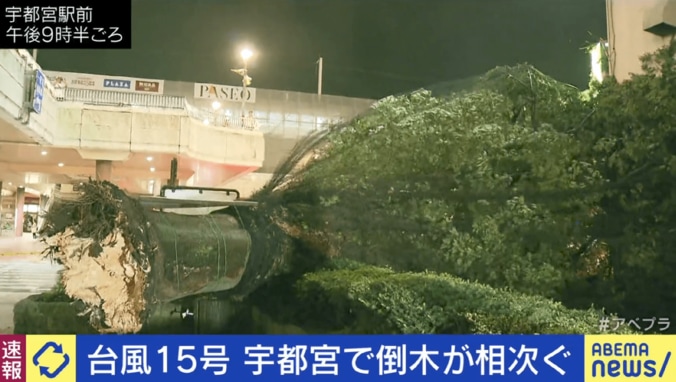 宇都宮駅前で倒木