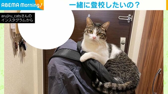 外出しようとする家族の背中にしがみつく猫 前足を必死に伸ばす愛らしい姿にほっこり 1枚目