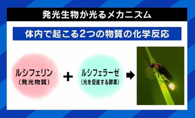 光るメカニズム