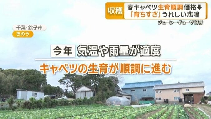 気温や雨量が適度で生育順調