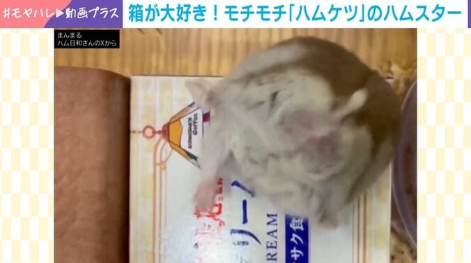 ハムスターのぐらくん