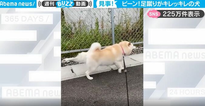 格闘家のような鋭い足蹴りを連発！ 柴犬のかわいすぎるお散歩風景に「キレッキレや」「笑いが止まらん」 1枚目