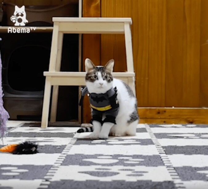 猫「ヒーローの登場にゃ」コスプレ後に可愛すぎる争いが勃発 6枚目