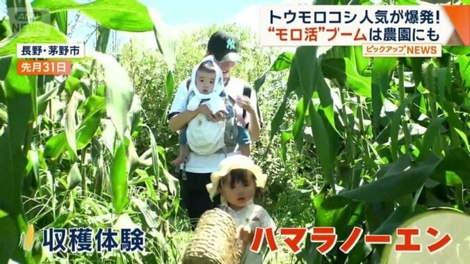 トウモロコシの収穫体験