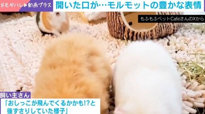 モルモットのみたらしちゃん