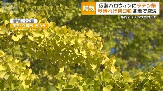 イチョウ