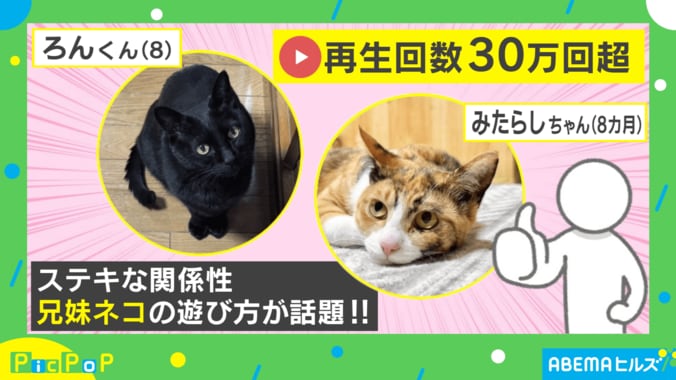 “妹”を遊ばせてあげる兄猫 微笑ましい光景に「面倒見のいいお兄ちゃん」「優しさの塊」癒される人続出  1枚目