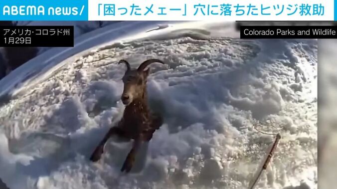 なんとか脱出を試みるビッグ・ホーン