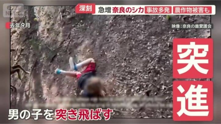 シカの角が胸に…