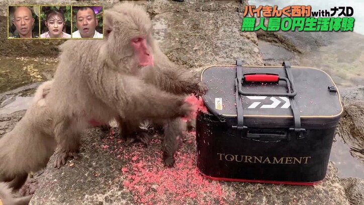 バイきんぐ西村、猿たちとの仁義なき戦い…釣りの餌を奪われ「ムッチャ腹立つ」