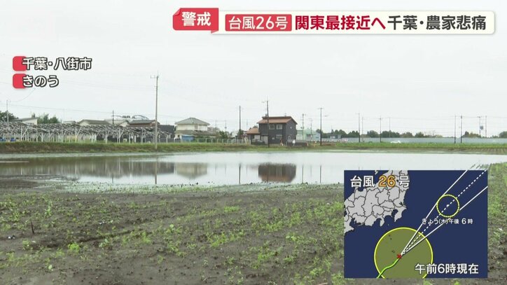 ほとんどが冠水したニンジン畑