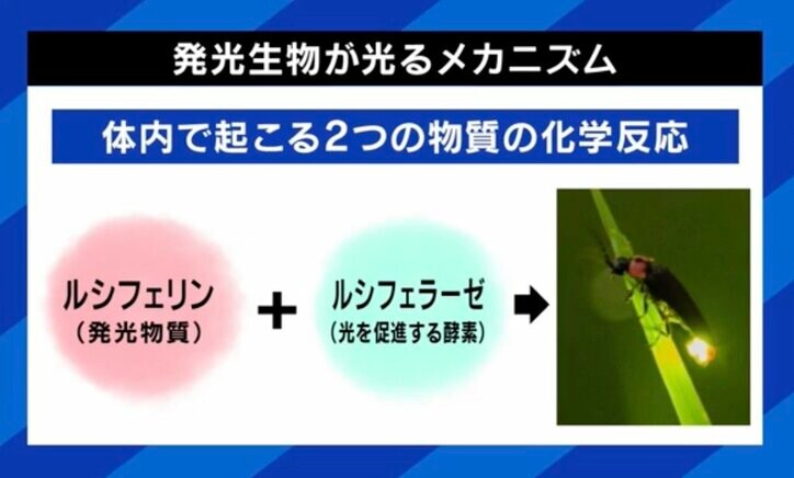 光るメカニズム