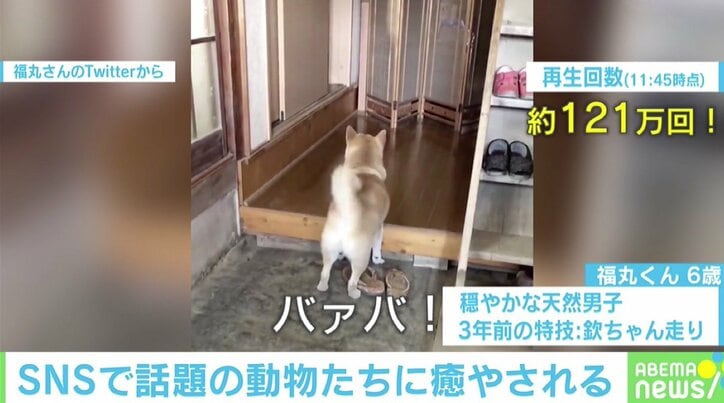 「モフモフ！」「ドローンが！」癒し効果抜群、SNSで話題のペットたち