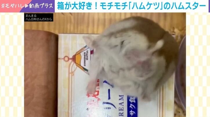 ハムスターのぐらくん