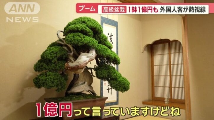 「雲龍」と名付けられた盆栽