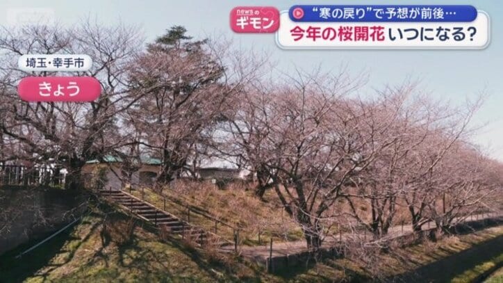 12日のソメイヨシノ