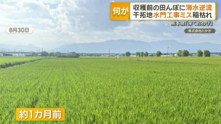 約1カ月前は青々としていた稲