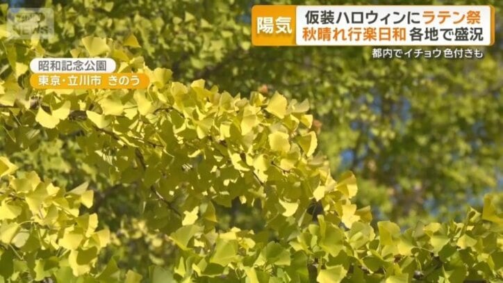 イチョウ
