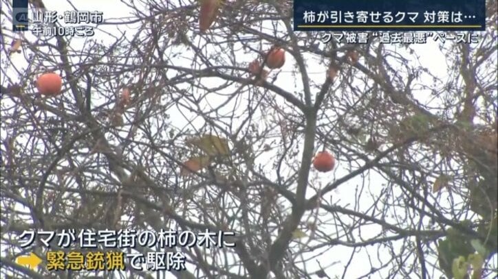 緊急銃猟で駆除