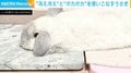 「天才じゃん!」“冷え冷え”と“ポカポカ”を使いこなすウサギが「頭寒足熱ができていて賢い!」と話題
