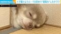 ドアを開けようと…？力尽きて“寝落ち”したチワワに「スヤァw w w」「どこでも寝られるの素晴らしい！」